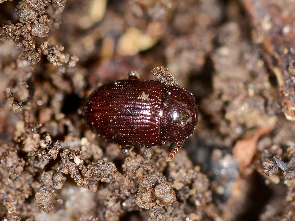 Agyrtidae: Agyrtes bicolor